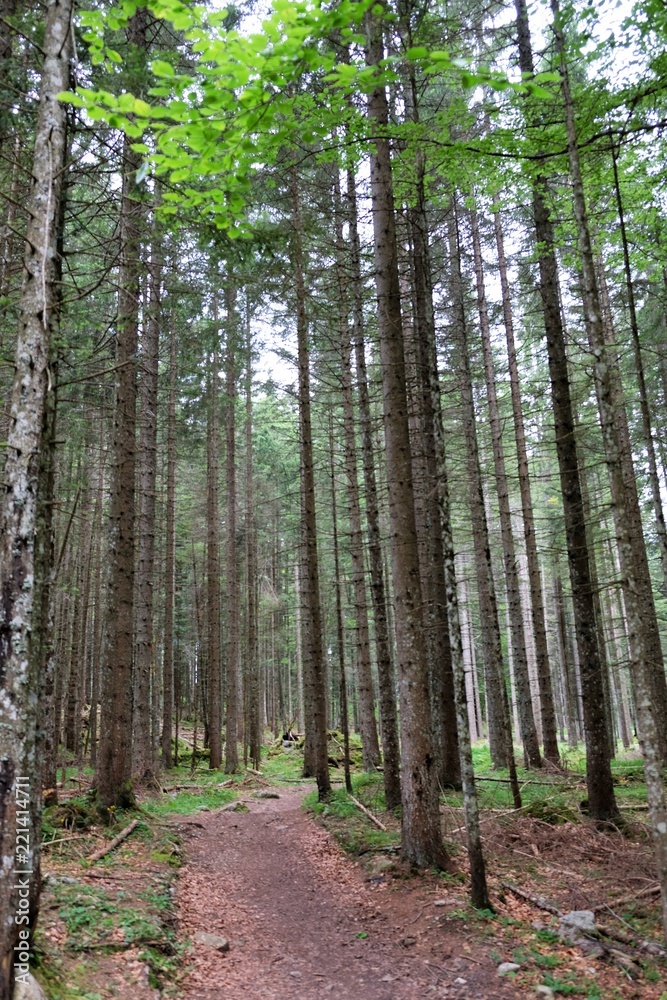 paesaggio foresta alberi natura bosco foglie verde parco all'aperto legno