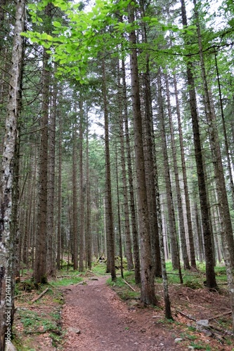 Fototapeta Naklejka Na Ścianę i Meble -  paesaggio foresta alberi natura bosco foglie verde parco all'aperto legno