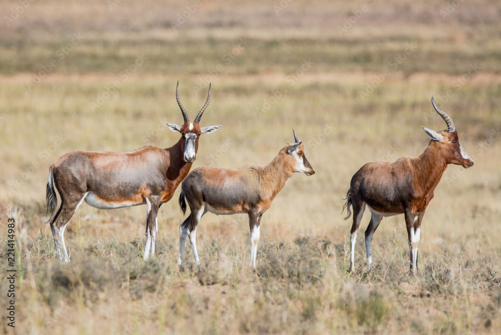 Naklejka premium African Blesbok Antelope