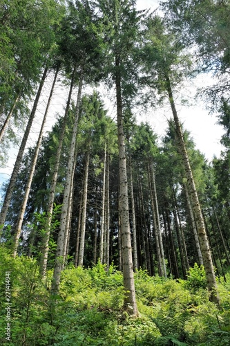 panorama foresta alberi legno foglie verde natura parco estate cielo