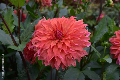 Fototapeta Naklejka Na Ścianę i Meble -  Dahlia rose