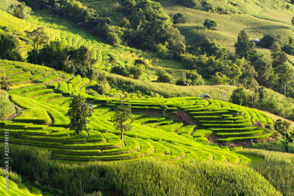 Terraced Rice Field in Mae Cham district. Chiangmai province, Thailand.