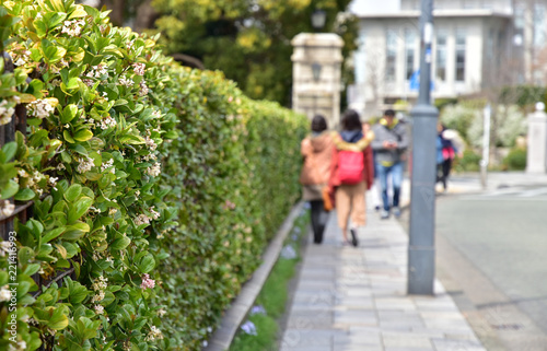 Wallpaper Mural Scene of the green sidewalk of the day when it was fine Torontodigital.ca