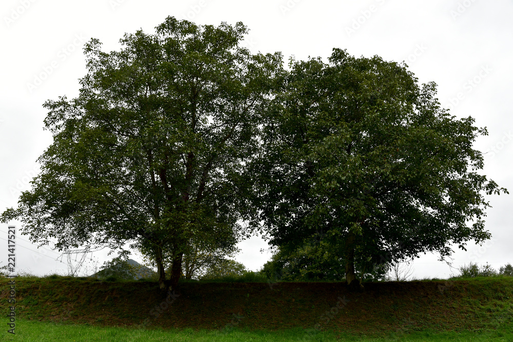 Fototapeta premium two leafy trees in the green meadow