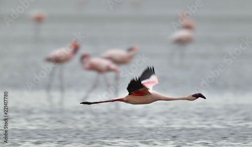Flamingo in flight. Flying flamingo over the water of Natron Lake.  Lesser flamingo. Scientific name: Phoenicoparrus minor. Tanzania.