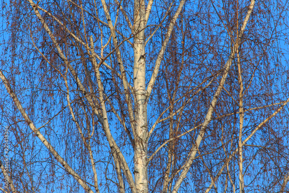 Naked birch in winter against the background of blue sky Naked birch in winter against the background of blue sky