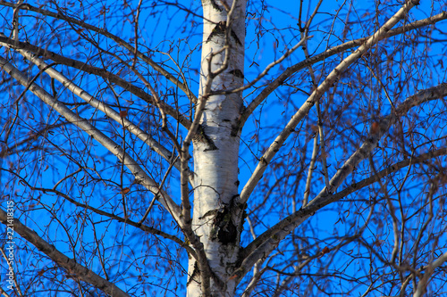 Naked birch in winter against the background of blue sky