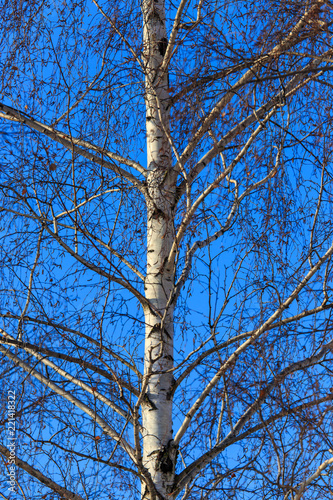Fototapeta Naklejka Na Ścianę i Meble -  Naked birch in winter against the background of blue sky