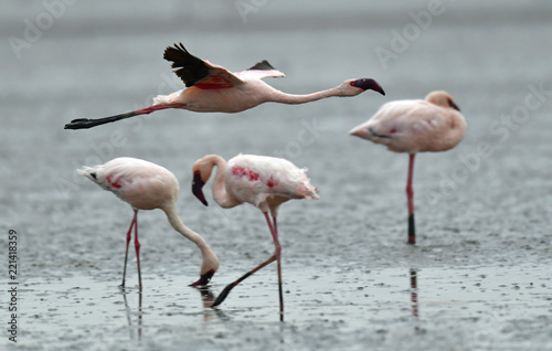 Flamingo in flight. Flying flamingo over the water of Natron Lake.  Lesser flamingo. Scientific name: Phoenicoparrus minor. Tanzania.