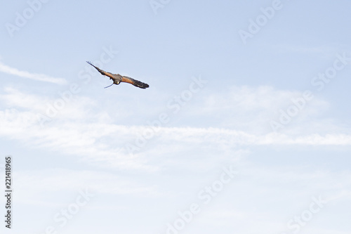 Harris's hawk (Parabuteo unicinctus) flying