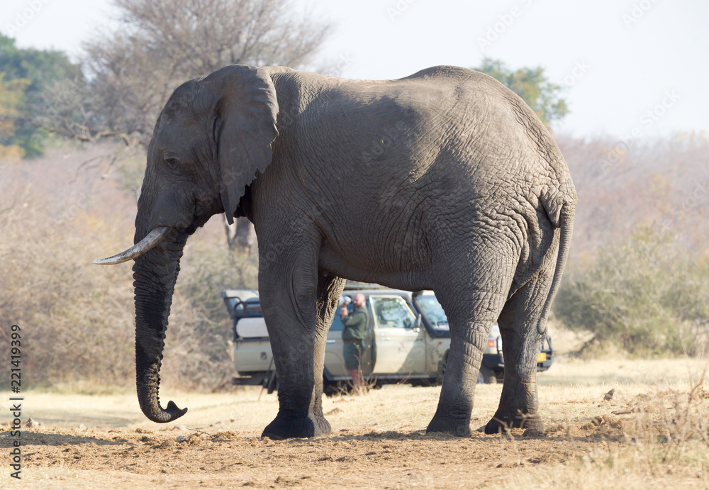 Professional photographer taking shots of an African Elephant in Namibia