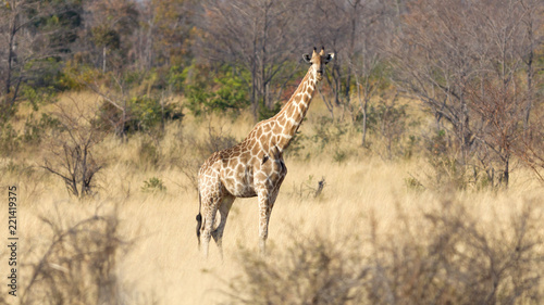 Adult giraffe in Namibia