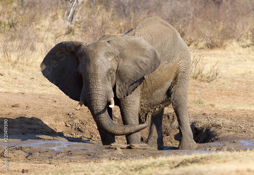 African elephant at a waterhole