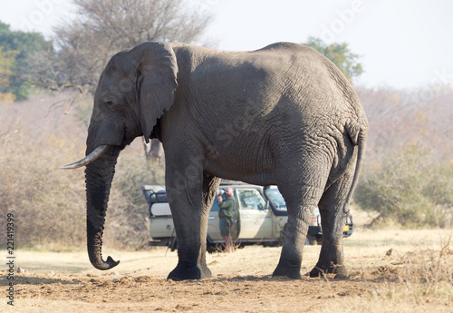 Professional photographer taking shots of an African Elephant in Namibia