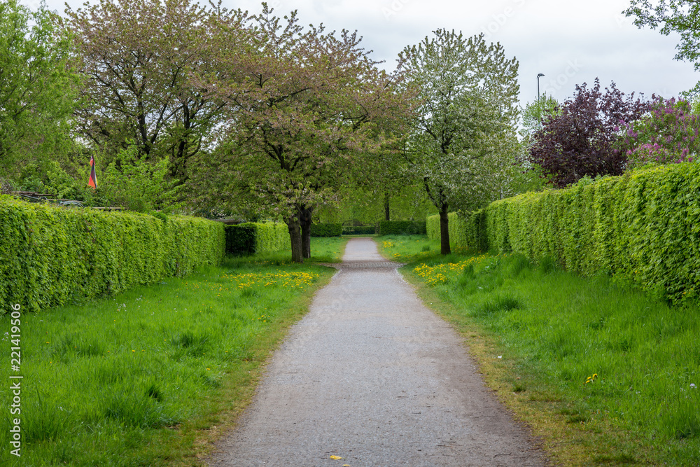 Obraz premium path in the park