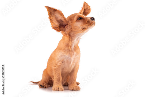 Cocker Spaniel Puppy, isolated on white. Little cute dog and flying big ears.