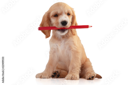 Cocker Spaniel Puppy with pencil, isolated on white