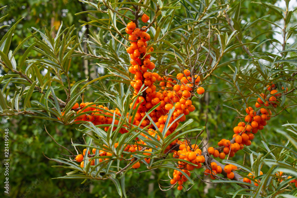 ripe sea buckthorn berries on a branch ripe sea buckthorn berries on a branch