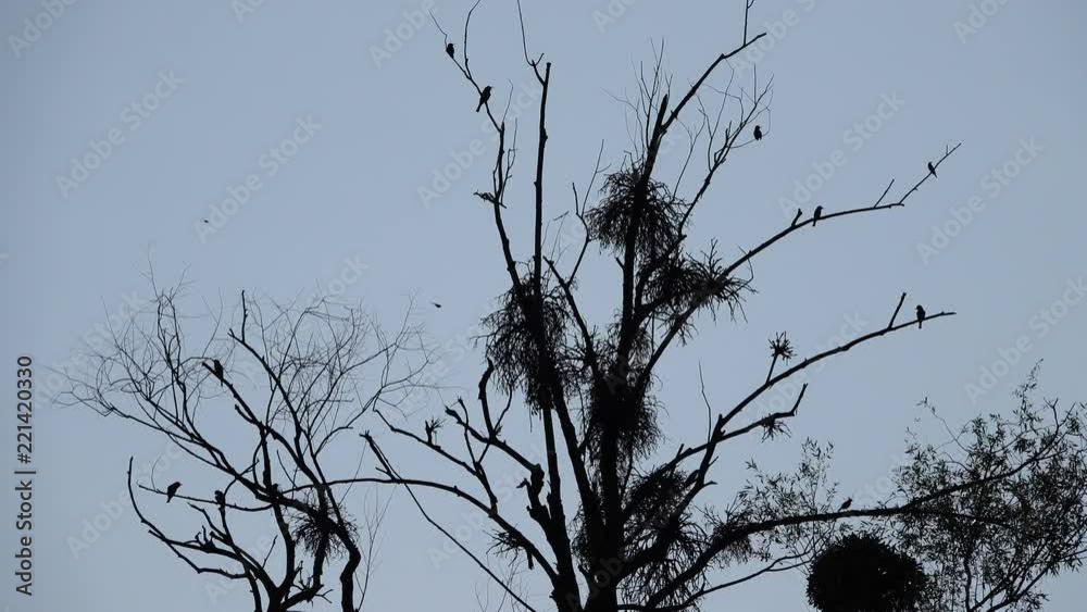 Silhouette of a tree with a flock of European bee-eater sitting on branches.