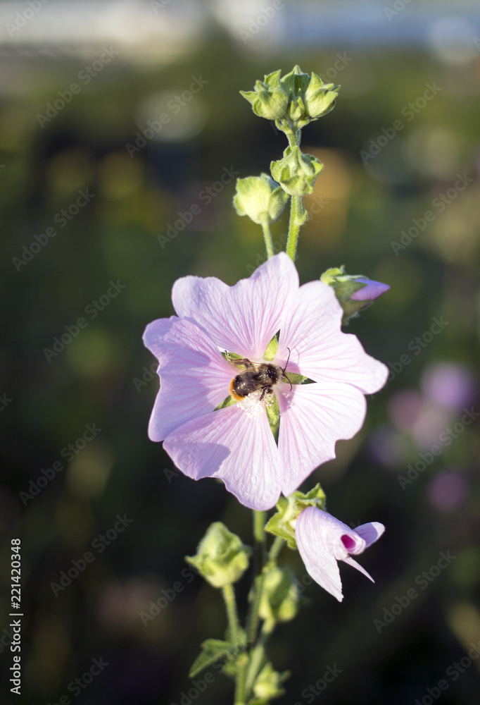 Fototapeta premium flower bee