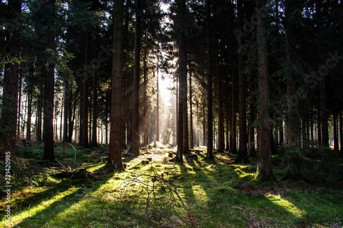 Wandern am Rothaarsteig