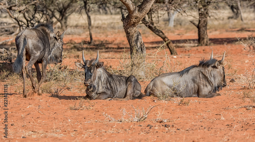Fototapeta premium Blue Wildebeest