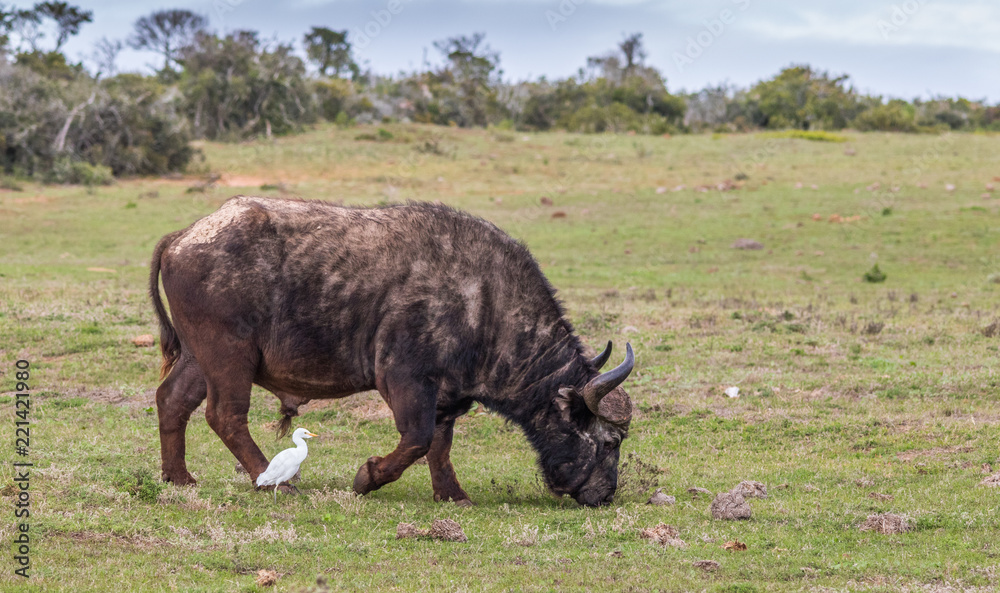 Interaction between a bird and a buffalo in the African bush image with copy space in landscape format Interaction between a bird and a buffalo in the African bush image with copy space in landscape format