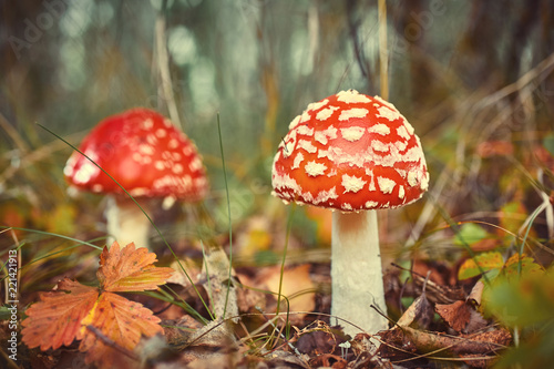 Amanita Muscaria, poisonous mushroom. Photo has been taken in the natural forest background