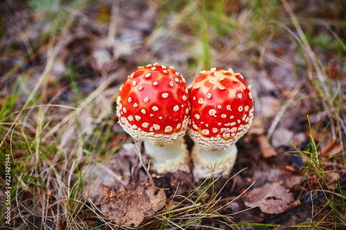 Amanita muscaria, commonly known as amanita or fly. Poisonous fungus in a natural environment in the autumn forest