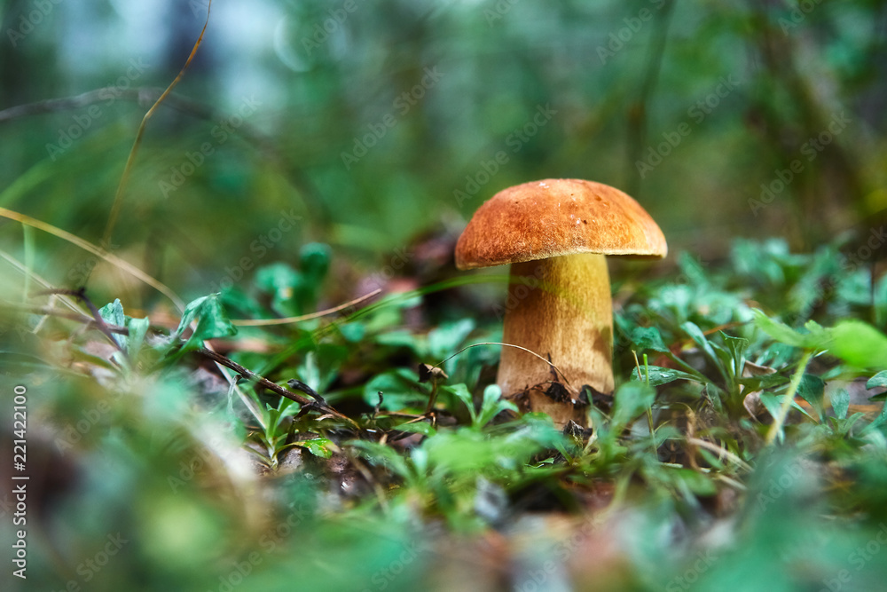 Cep Mushroom Growing in Autumn Forest. Boletus. Mushroom picking Cep Mushroom Growing in Autumn Forest. Boletus. Mushroom picking