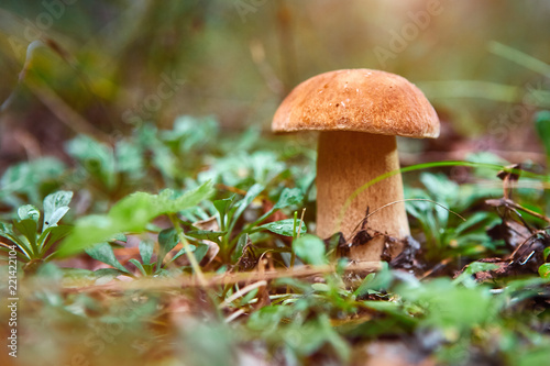 Picking mushrooms in forest in early autumn. Last sunny summer days. Mushrooms are growing in warm green, thick, wet moss layer. Perfect weather for outdoor activities.