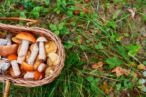 Basket with freshly picked forest mushrooms, stands on the grass