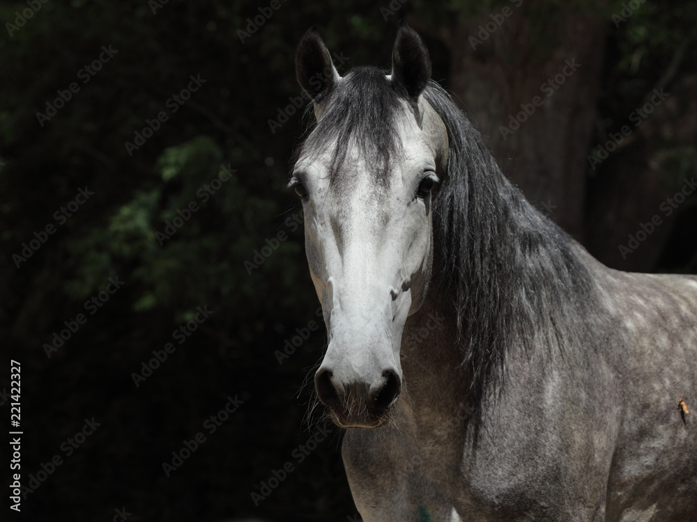 Fototapeta premium Dapple-grey Andalusian horse portrait