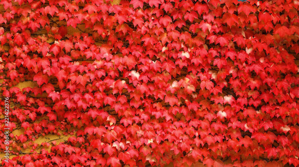 Red ivy on a wall. A autumn background Red ivy on a wall. A autumn background