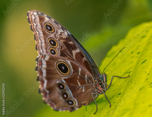 Morpho peleides butterfly resting on a green leaf with green background