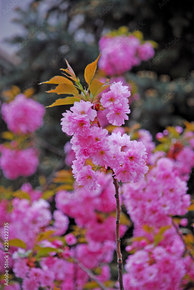 The Enduring Allure of the Blossom: Beyond Aesthetics and into the Heart of Spring