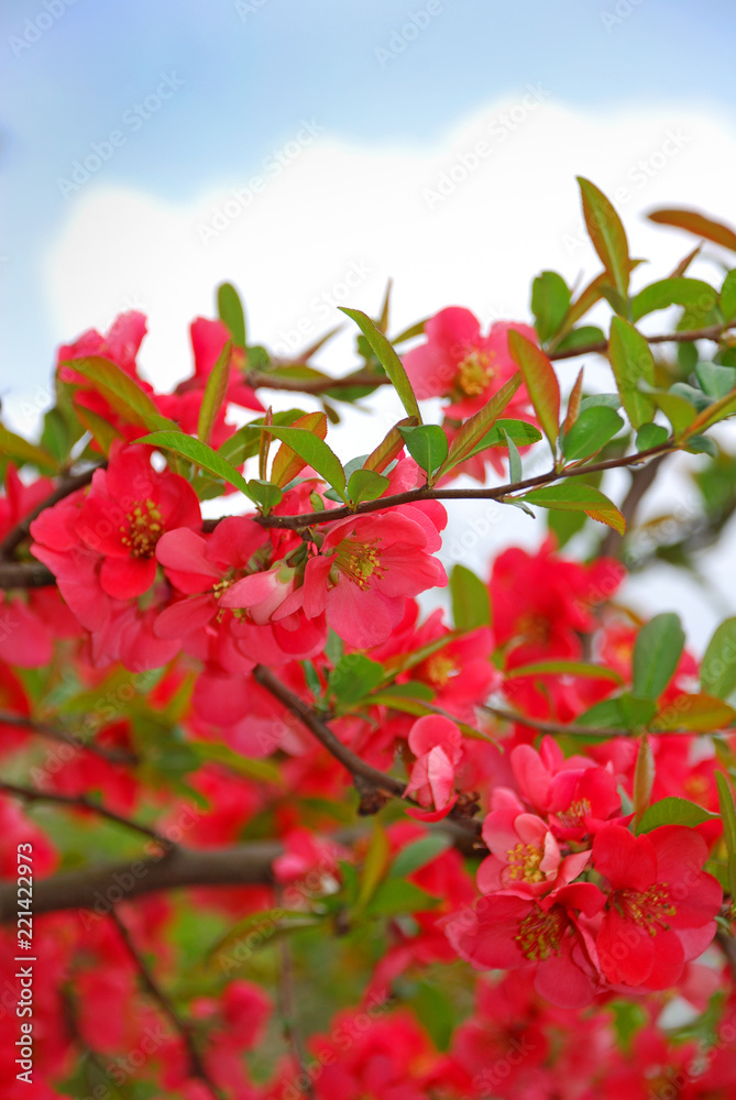 Obraz premium Beautiful red flowers of Chaenomeles japonica (Japanese Quince). This is a low-growing, deciduous shrub with abundant clusters of bright orange-scarlet flowers, up to 1.5 in. across (3-4 cm).
