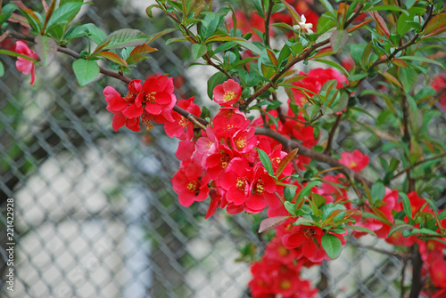 Beautiful red flowers of Chaenomeles japonica (Japanese Quince). This is a low-growing, deciduous shrub with abundant clusters of bright orange-scarlet flowers, up to 1.5 in. across (3-4 cm). photo