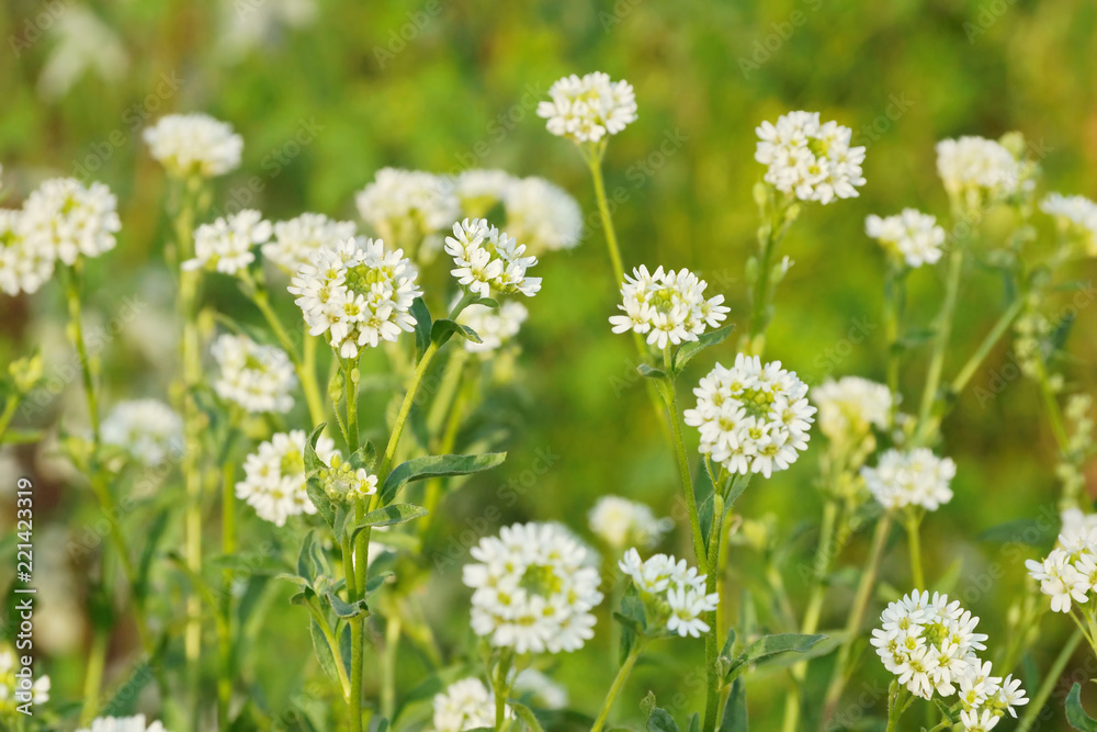 white wildflowers in the meadow many flowers white wildflowers in the meadow many flowers