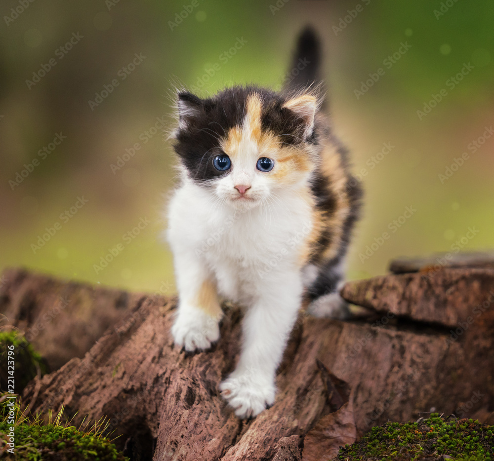 Kittens on a tree stump