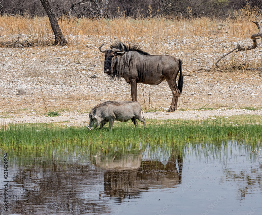 Fototapeta premium Warthog