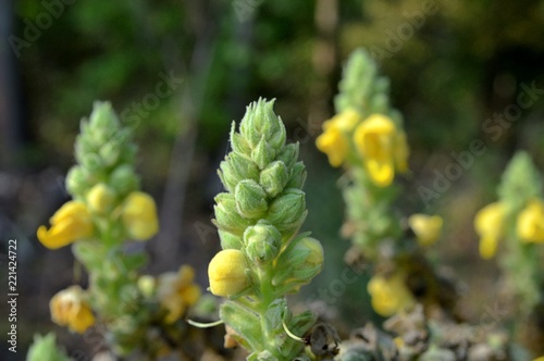 buds and three small yellow flowers of mullein