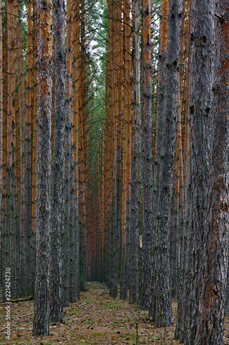 rows of tall pines