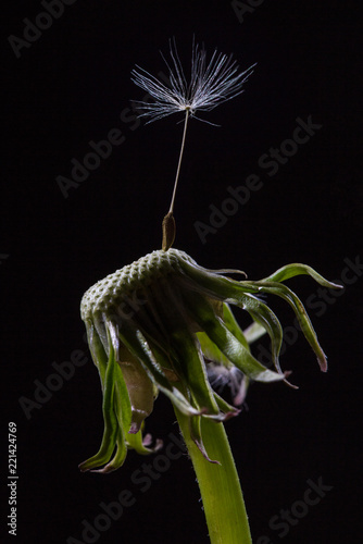 Fototapeta Naklejka Na Ścianę i Meble -  Dandelion close-up. Seedling.
