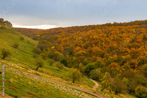 View of a bright autumn orange forest from a hill on a cloudy day