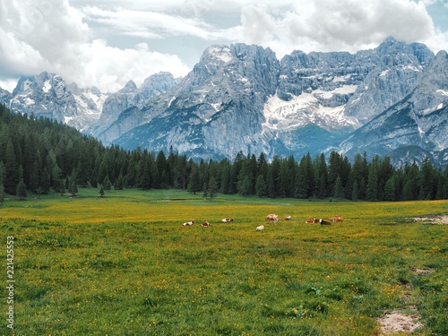 Picturesque area in the Dolomites. There are huge mountains covered with snow, coniferous forests, a lonely wild place, a herd of cows grazing on the grass