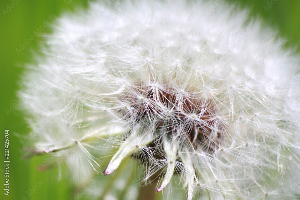 Fototapeta premium dandelion on a background
