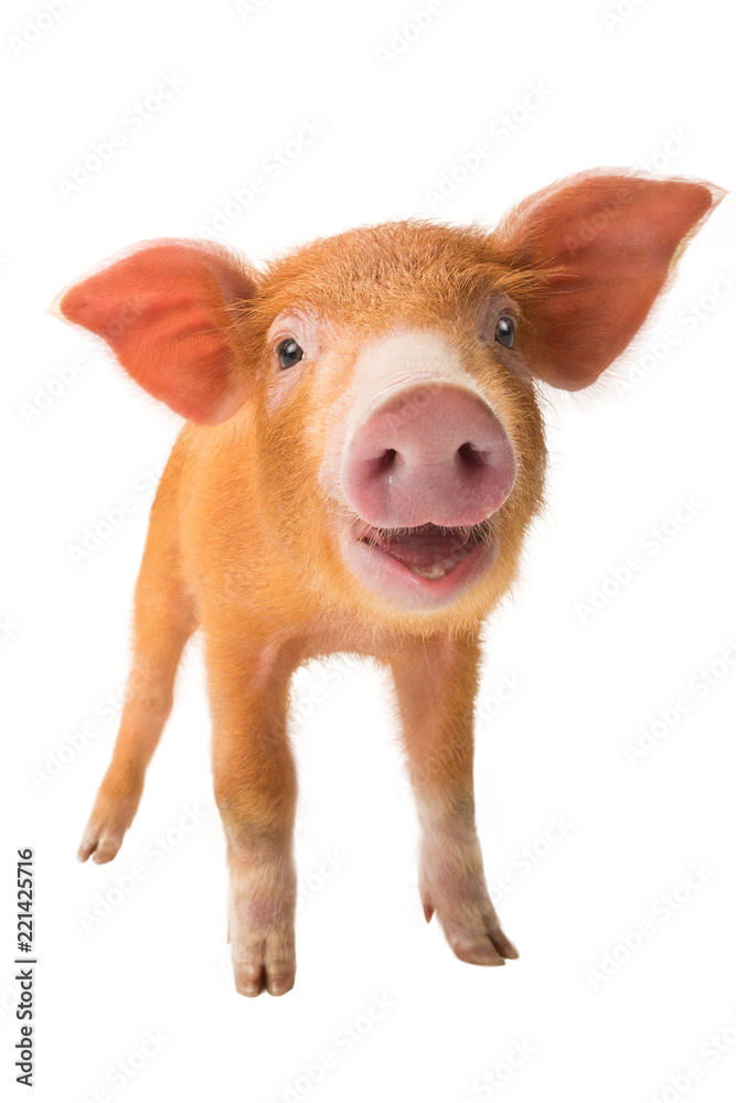 Fototapeta premium smiling piglet isolated