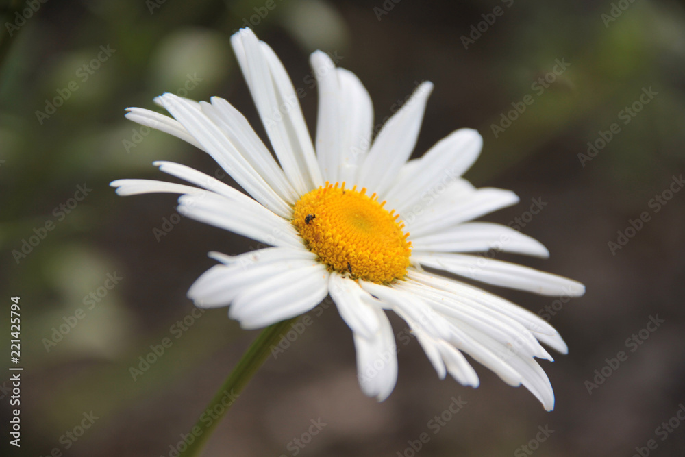 daisy daisy
