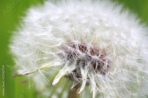 dandelion on a background